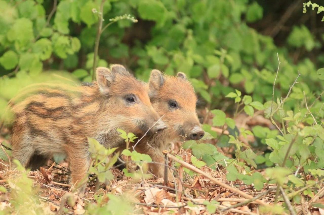La Chouette Au Bouleau Βίλα Hargnies Εξωτερικό φωτογραφία
